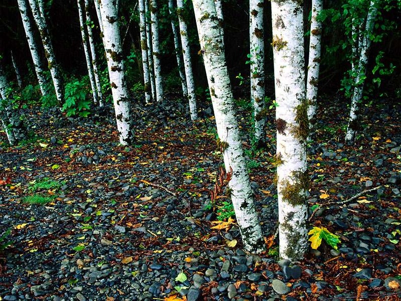 Standing Room Only, Birch Trees, Washington
